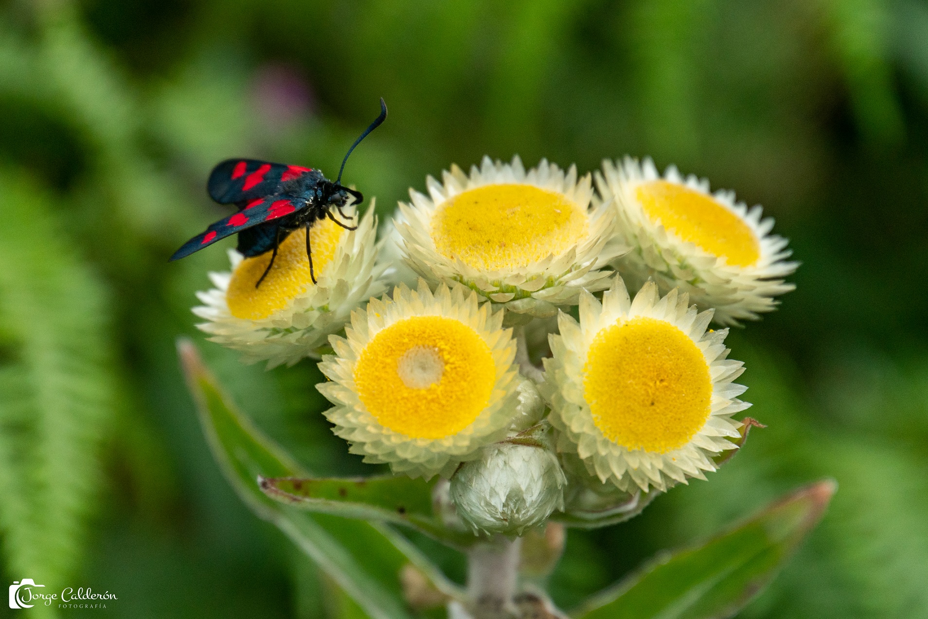 insectos
